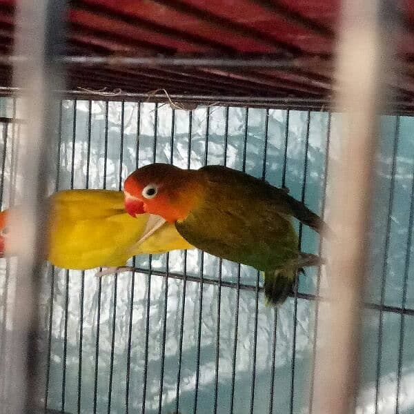 love birds breeder pair 0