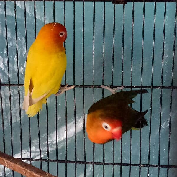 love birds breeder pair 3