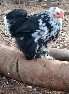 Molted bantam, White Silkie, golden buff, polish, Japanese