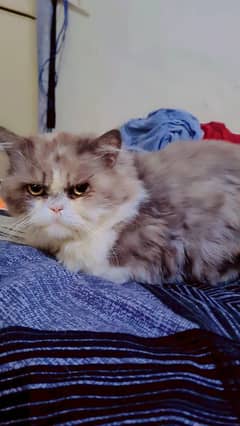 Persian male cat for adoption