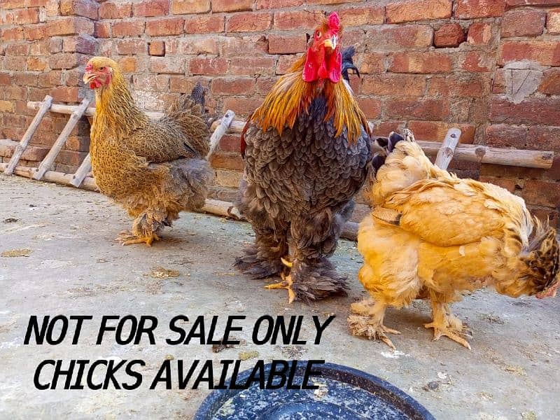 Indian game / brahama loman brown aseel chicks / desi hen for sale 2