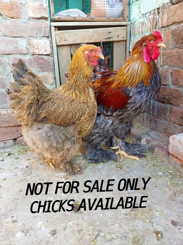 Indian game / brahama loman brown aseel chicks / desi hen for sale 6