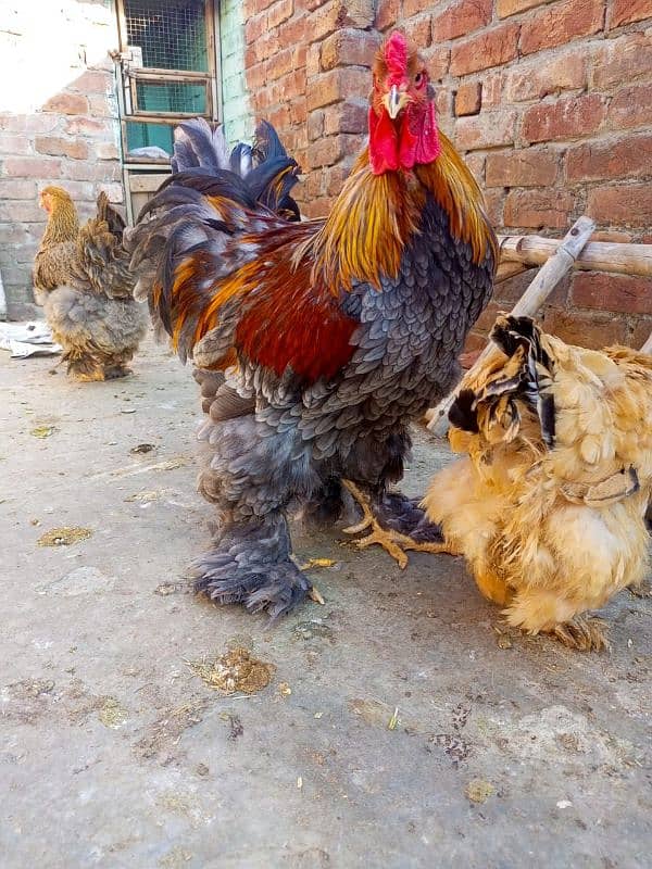 Indian game / brahama loman brown aseel chicks / desi hen for sale 14