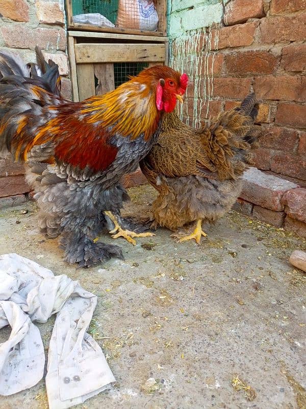 Indian game / brahama loman brown aseel chicks / desi hen for sale 15