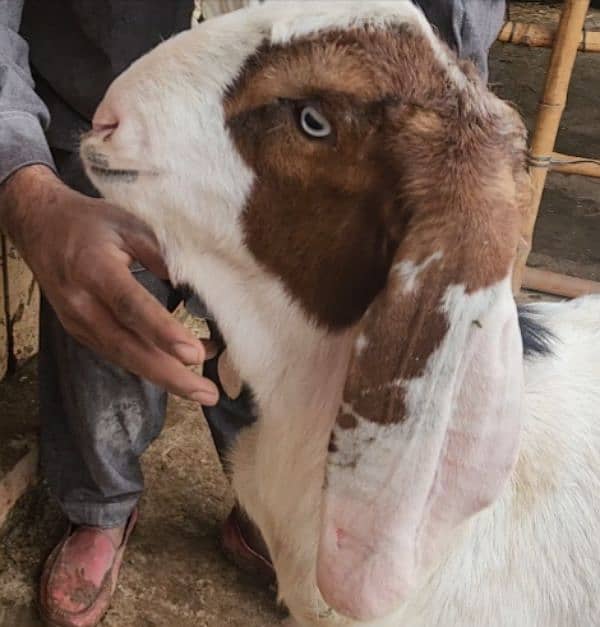 Ablak bakra 0