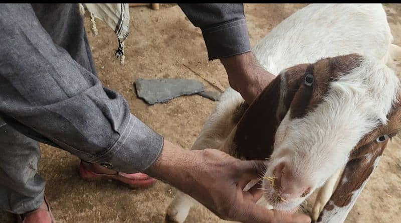 Ablak bakra 5