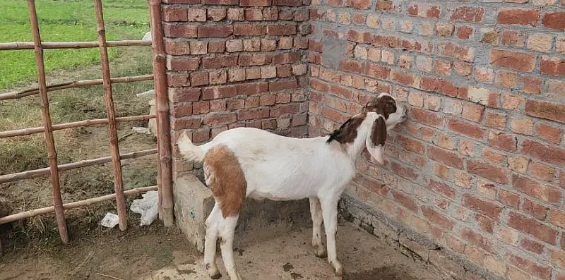 Ablak bakra — photo 7