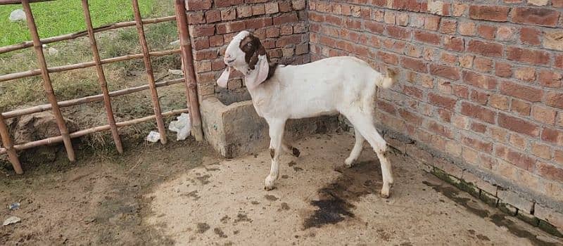 Ablak bakra 7