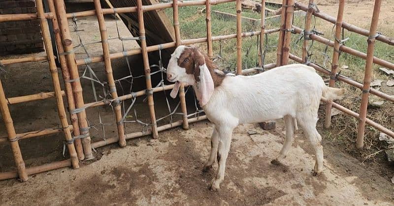 Ablak goat 1