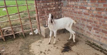 bakra