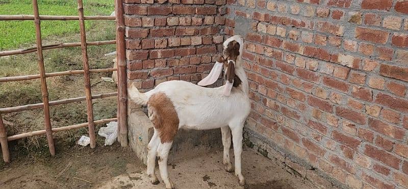 Ablak goat 3