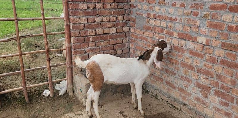 Ablak goat 4