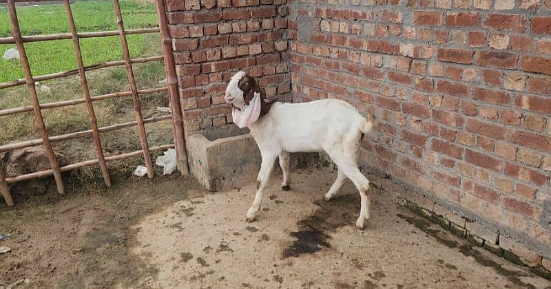 Ablak goat 7