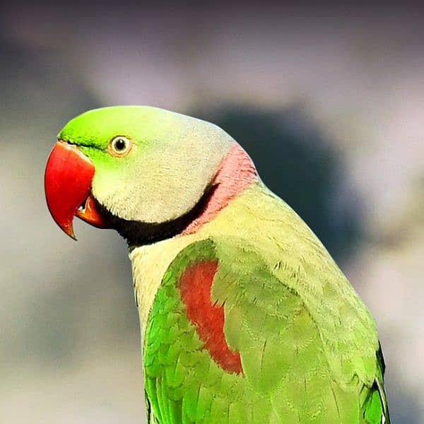 RAW PARROT BREEDER MALE FOR SALE IN MULTAN. 1