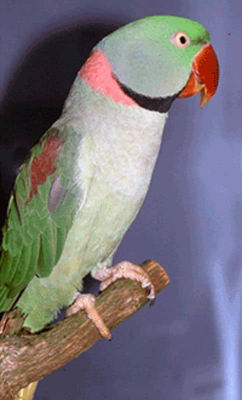 RAW PARROT BREEDER MALE FOR SALE IN MULTAN. 3