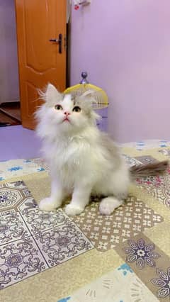 Persian male kittens