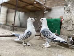 All Type Of Pigeon's Available At a reasonable price.