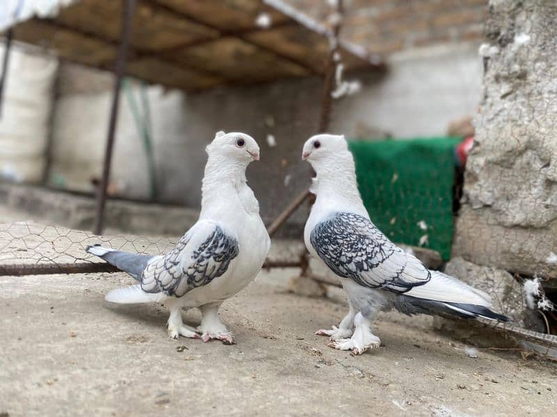 All Type Of Pigeon's Available At a reasonable price. 0