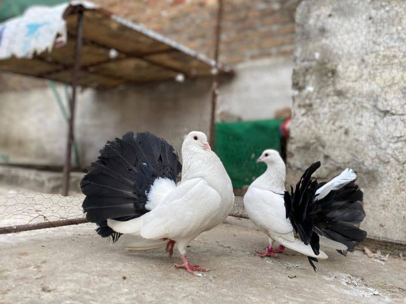 All Type Of Pigeon's Available At a reasonable price. 1