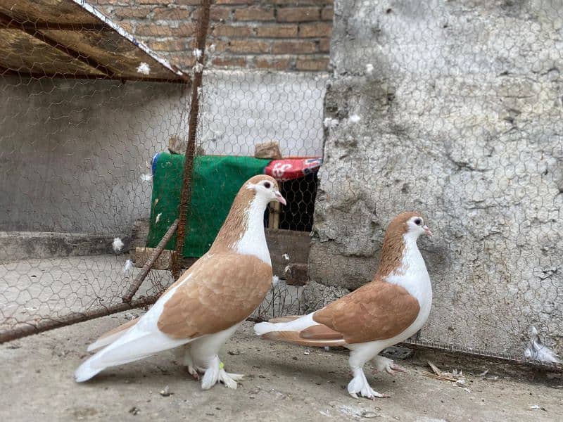 All Type Of Pigeon's Available At a reasonable price. 2