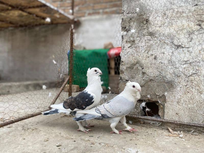 All Type Of Pigeon's Available At a reasonable price. 3