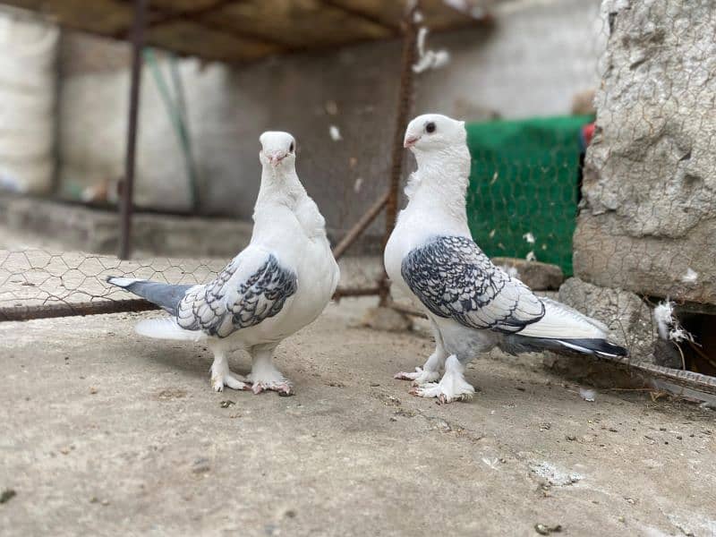 All Type Of Pigeon's Available At a reasonable price. 4