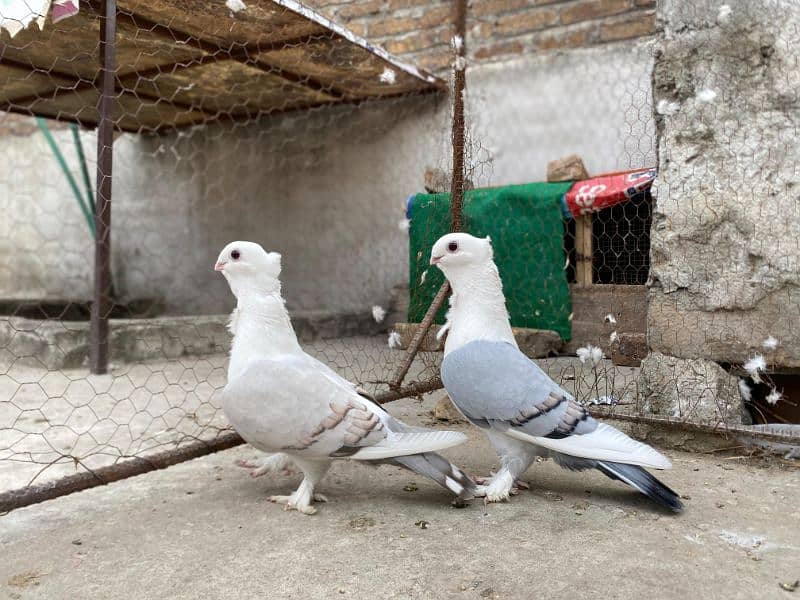 All Type Of Pigeon's Available At a reasonable price. 5