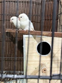 albino black aye 2 breeder pair with cage