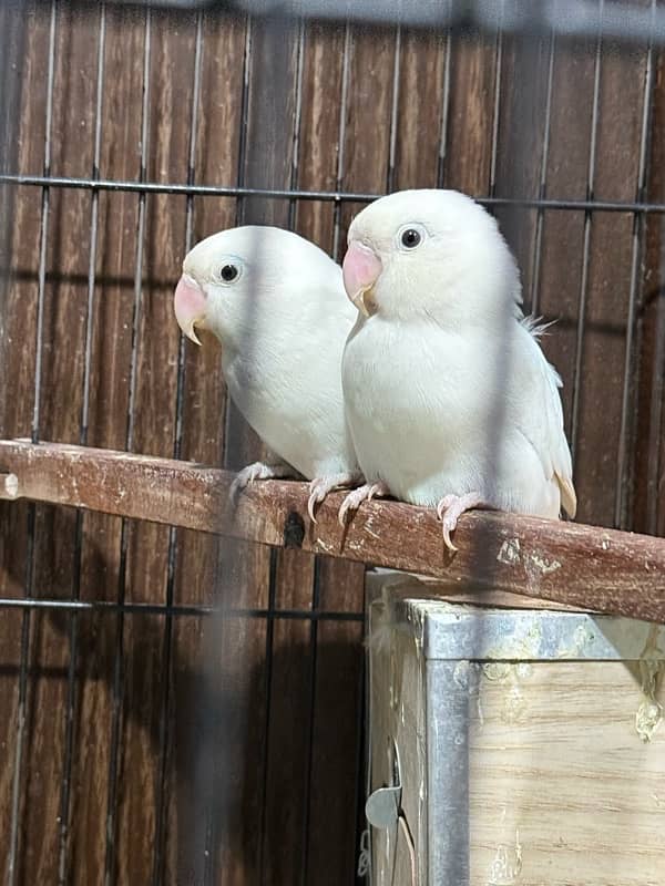 albino black aye 2 breeder pair with cage 1