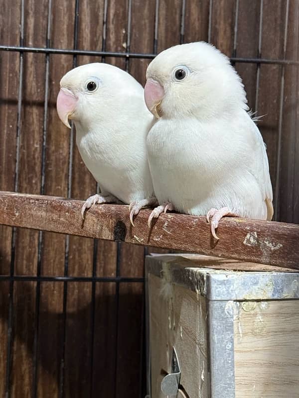 albino black aye 2 breeder pair with cage 2