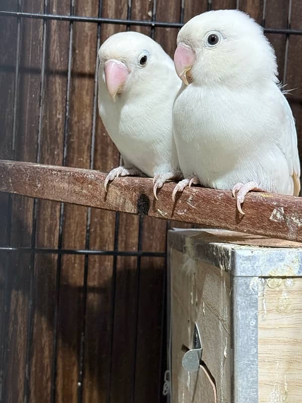 albino black aye 2 breeder pair with cage 3