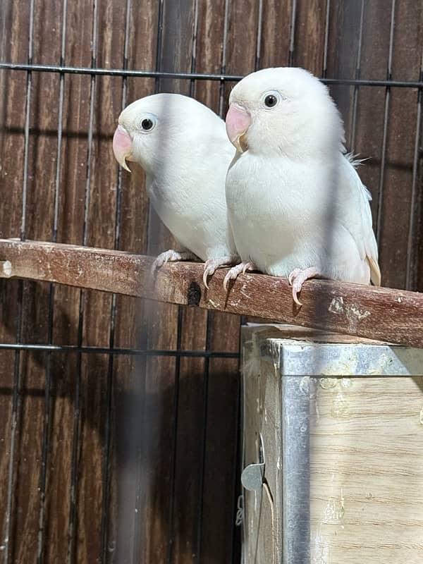 albino black aye 2 breeder pair with cage 4