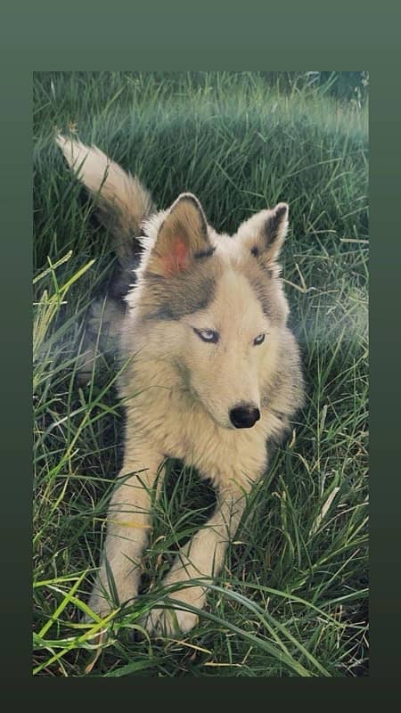 A BEAUTIFUL FEMALE HUSKY FOR SALE 0