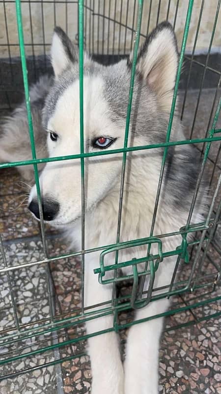 A BEAUTIFUL FEMALE HUSKY FOR SALE 1