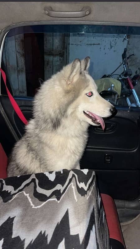 A BEAUTIFUL FEMALE HUSKY FOR SALE 2