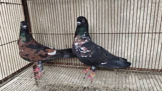 Peshori Kabra 2 Pair pigeon unique Breed Kabutar kabootar kabotar