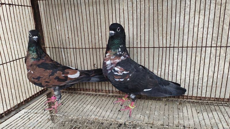 Peshori Kabra 2 Pair pigeon unique Breed Kabutar kabootar kabotar 0