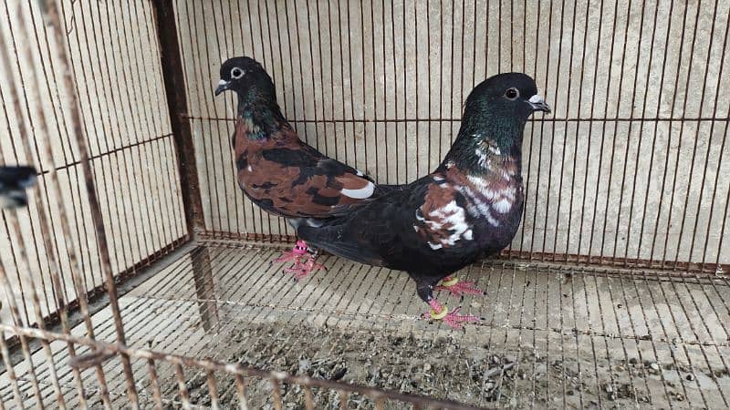 Peshori Kabra 2 Pair pigeon unique Breed Kabutar kabootar kabotar 1