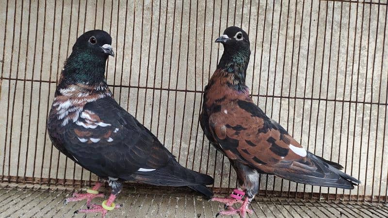 Peshori Kabra 2 Pair pigeon unique Breed Kabutar kabootar kabotar 2