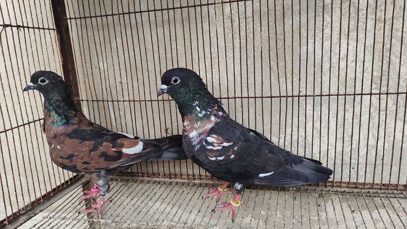 Peshori Kabra 2 Pair pigeon unique Breed Kabutar kabootar kabotar 3