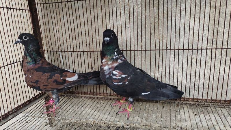 Peshori Kabra 2 Pair pigeon unique Breed Kabutar kabootar kabotar 4