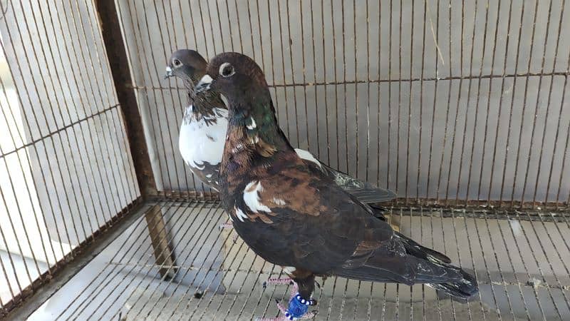 Peshori Kabra 2 Pair pigeon unique Breed Kabutar kabootar kabotar 5