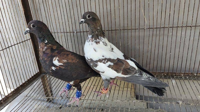 Peshori Kabra 2 Pair pigeon unique Breed Kabutar kabootar kabotar 6