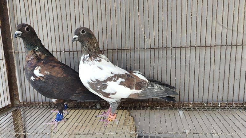 Peshori Kabra 2 Pair pigeon unique Breed Kabutar kabootar kabotar 7