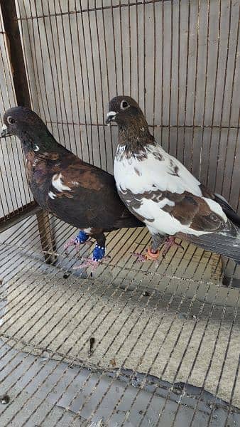 Peshori Kabra 2 Pair pigeon unique Breed Kabutar kabootar kabotar 8