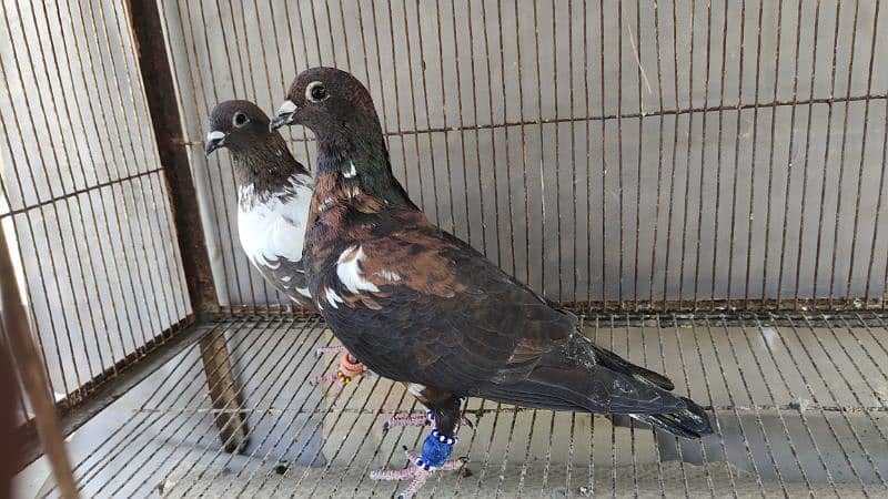 Peshori Kabra 2 Pair pigeon unique Breed Kabutar kabootar kabotar 9