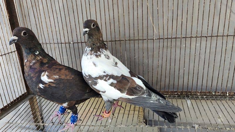 Peshori Kabra 2 Pair pigeon unique Breed Kabutar kabootar kabotar 10