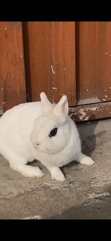 hotot Rabbit Female 0