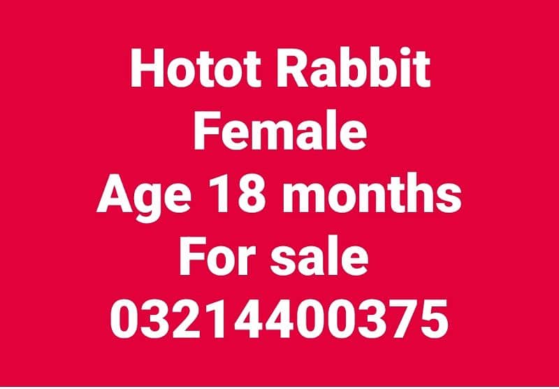 hotot Rabbit Female 1