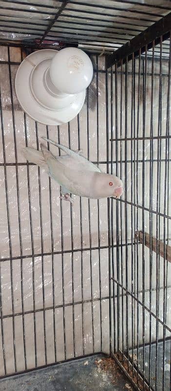 Albino Red eyes Love Bird Parrot breeder Male for Sale 0